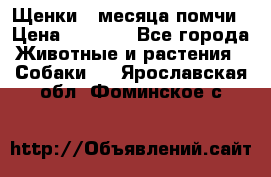 Щенки 4 месяца-помчи › Цена ­ 5 000 - Все города Животные и растения » Собаки   . Ярославская обл.,Фоминское с.